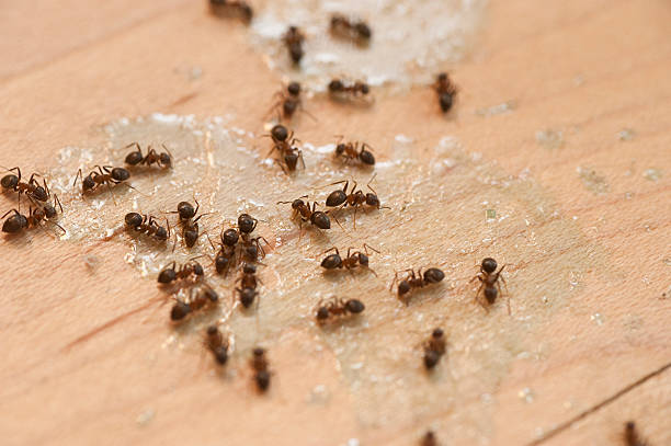 Best Wildlife Control Services  in Lorane, PA